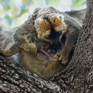 Kirindy - Red-fronted brown lemur family